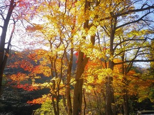 奥入瀬渓谷紅葉